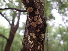 Agaricomycetes