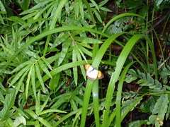 Eurema