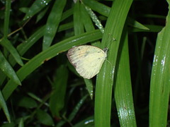 Eurema