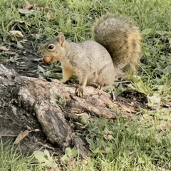 Sciurus niger