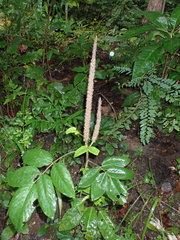 Uraria crinita