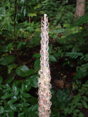 Uraria crinita