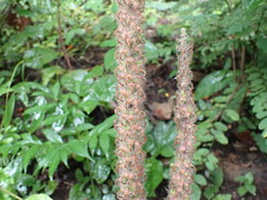 Uraria crinita