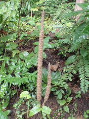 Uraria crinita