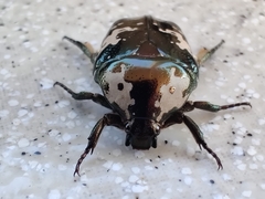 Protaetia aurichalcea
