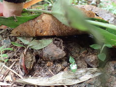 Fungi