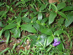 Magnoliopsida