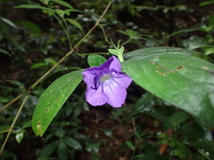 Magnoliopsida