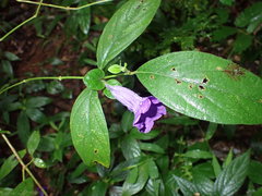 Magnoliopsida