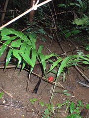 Zingiberaceae