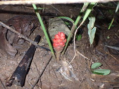 Zingiberaceae