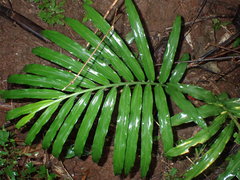Zingiberaceae