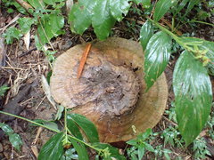 Fungi