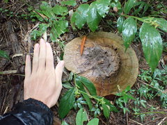 Fungi