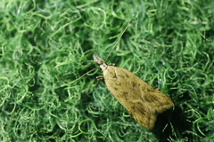 Dichomeris limosellus