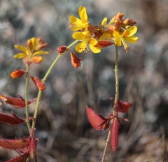 Hoffmannseggia oxycarpa