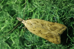 Dichomeris limosellus