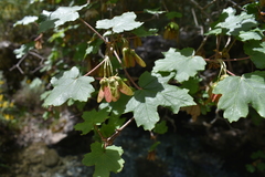 Acer granatense