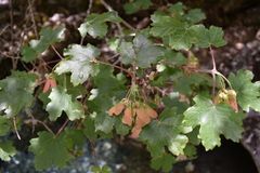Acer granatense