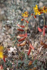 Hoffmannseggia oxycarpa