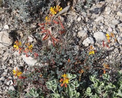 Hoffmannseggia oxycarpa