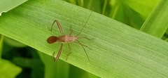 Riptortus linearis