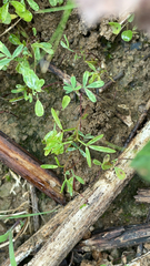 Floerkea proserpinacoides