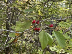 Crataegus coccinea