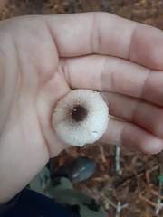 Leucocoprinus brebissonii