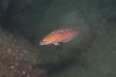 Pseudolabrus eoethinus
