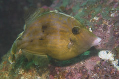 Stephanolepis cirrhifer