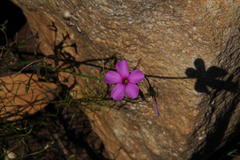 Oxalis livida altior