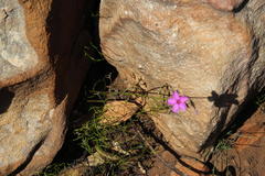 Oxalis livida altior