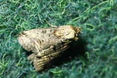 Abrostola tripartita