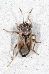 Geocoris bullatus
