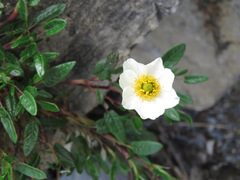 Dryas integrifolia