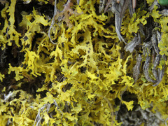 Vulpicida juniperinus