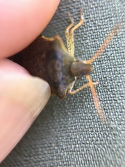 Euschistus conspersus