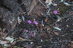 Oxalis livida altior