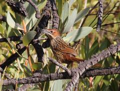 Sphenoeacus afer afer