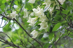 Hintonia