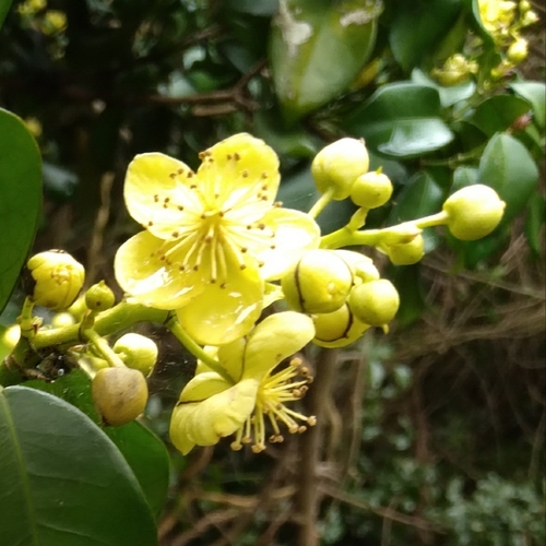 Image of Cavacoa aurea by (c) Rosemary Harrison, some rights reserved (CC BY-SA)