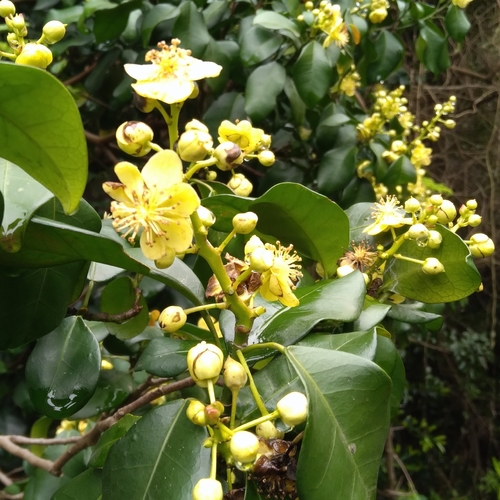 Cavacoa aurea, photograph 4
