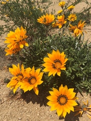 Gazania linearis