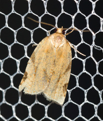 Paramesia gnomana