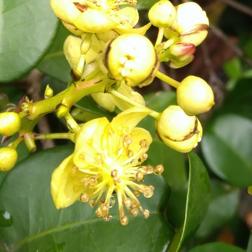 Cavacoa aurea, photograph 6
