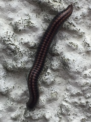 Ommatoiulus sabulosus