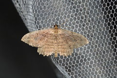 Philereme transversata
