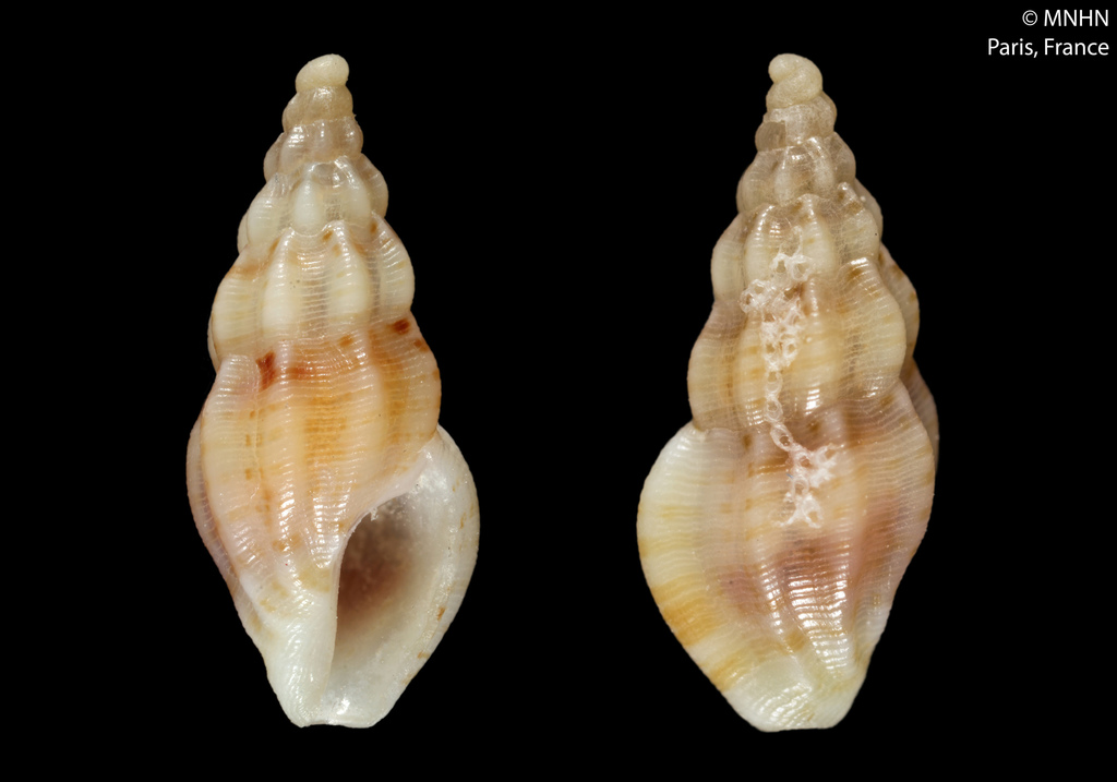 Haedropleura ryalli