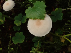 Cystoderma carcharias